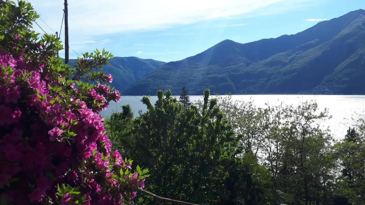 Casa Le Palme Villa Pino Lago Maggiore Holiday home